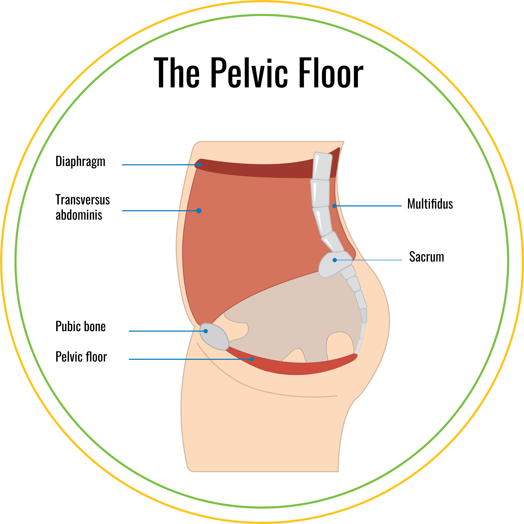 pelvic-bone-sticks-out